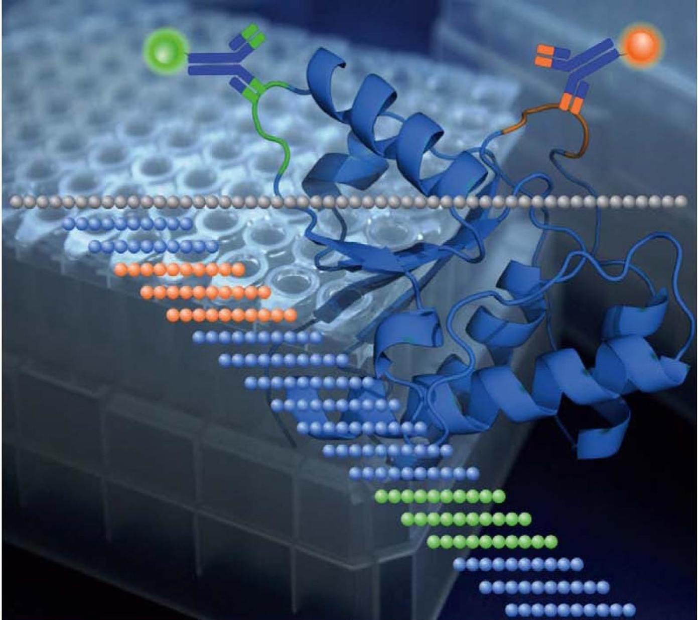 Epitope Mapping